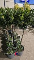 2 x Ilex standard, 10 litre pot, 100cm above pot