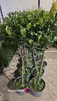 2 x Ilex standard, 10 litre pot, 100cm above pot - 2