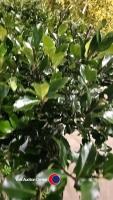 2 x Ilex standard, 10 litre pot, 100cm above pot - 3