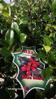 2 x Ilex standard, 10 litre pot, 100cm above pot - 4
