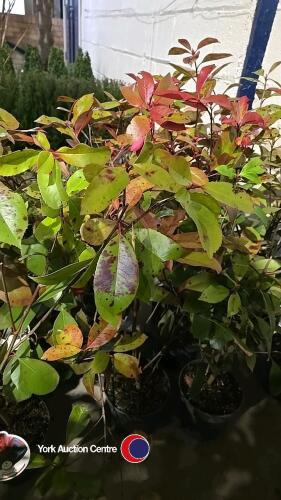3 x Photinia Red Robin (hedging), 2 litre pots, 60cm above pot