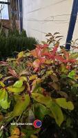 3 x Photinia Red Robin (hedging), 2 litre pots, 60cm above pot - 2