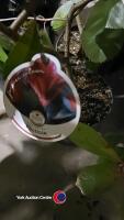 3 x Photinia Red Robin (hedging), 2 litre pots, 60cm above pot - 3