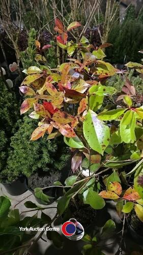 3 x Photinia Red Robin (hedging), 2 litre pots, 60cm above pot