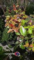 3 x Photinia Red Robin (hedging), 2 litre pots, 60cm above pot