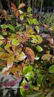 3 x Photinia Red Robin (hedging), 2 litre pots, 60cm above pot - 2
