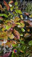3 x Photinia Red Robin (hedging), 2 litre pots, 60cm above pot - 3