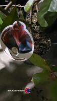 3 x Photinia Red Robin (hedging), 2 litre pots, 60cm above pot - 4