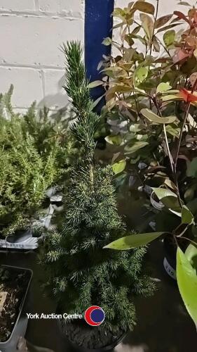 2 x Picea Conica, 3 litre pot, 65cm above pot