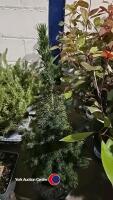 2 x Picea Conica, 3 litre pot, 65cm above pot