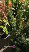 2 x Picea Conica, 3 litre pot, 65cm above pot - 2