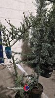 2 x Cedrus Glauca, 120cm above pot, 10litre