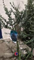 2 x Cedrus Glauca, 120cm above pot, 10litre - 2