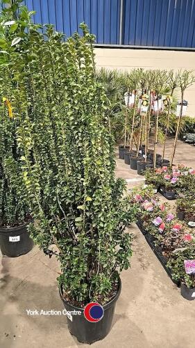 Euonymus Erecta, 15 litre pot, 110cm above pot