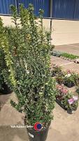 Euonymus Erecta, 15 litre pot, 110cm above pot - 2