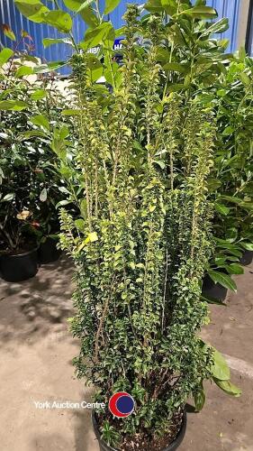 Euonymus Erecta, 15 litre pot, 110cm above pot