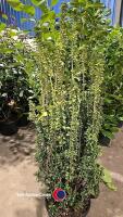 Euonymus Erecta, 15 litre pot, 110cm above pot