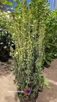 Euonymus Erecta, 15 litre pot, 110cm above pot - 2