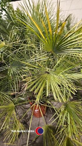 Chamaerops, 20 litre pot