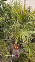 Chamaerops, 20 litre pot
