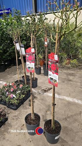 2 x Standard roses, red Meilove, 10 litre pot, 120cm above pot