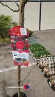 2 x Standard roses, red Meilove, 10 litre pot, 120cm above pot - 2