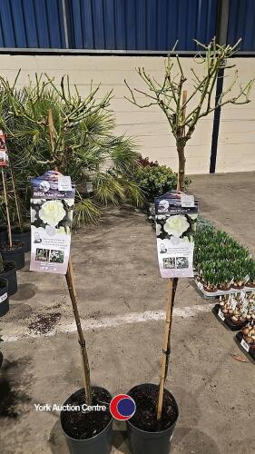 2 x Standard roses, white Meilove, 10litre pot, 120cm above pot