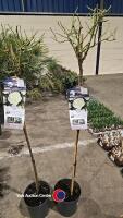 2 x Standard roses, white Meilove, 10litre pot, 120cm above pot - 2