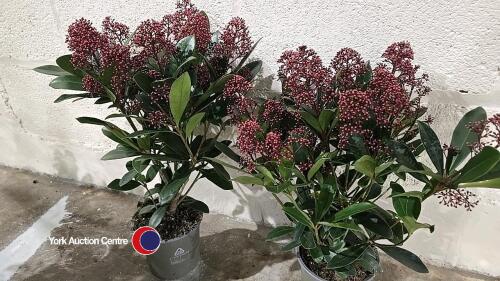 2 x Skimmia Rubella, 1.5 litre pot, 35cm above pot