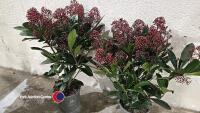 2 x Skimmia Rubella, 1.5 litre pot, 35cm above pot