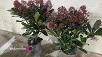 2 x Skimmia Rubella, 1.5 litre pot, 35cm above pot - 2