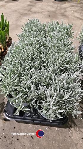8 Lavender (angustifolia), 1litre pot