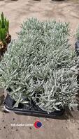 8 Lavender (angustifolia), 1litre pot