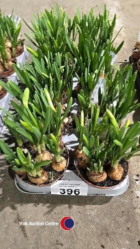 10 Narcis, 1litre pot