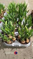 10 Narcis, 1litre pot