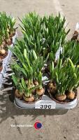 10 Narcis, 1litre pot - 2