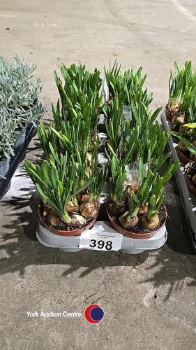 10 Narcis, 1litre pot