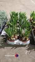 10 Narcis, 1litre pot