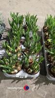 10 Narcis, 1litre pot - 2