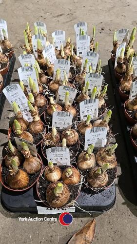 18 Narcis, 9cm pot