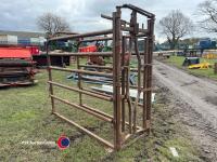 Cattle crush - 2