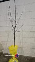 Pear Louise Bonne of Jersey, bare root