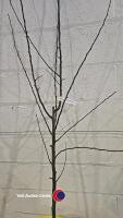 Pear Louise Bonne of Jersey, bare root - 2