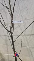 Pear Louise Bonne of Jersey, bare root - 3