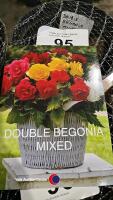 10 x Begonia double mixed - 2
