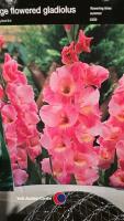 50 x Gladioli in variety - 2