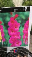 50 x Gladioli in variety - 2
