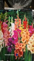 50 x Gladioli mixed bulbs - 2