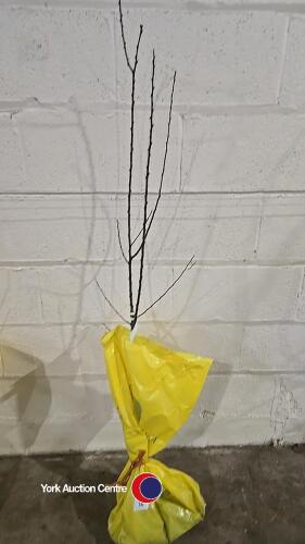 Apricot Tros Orange self fertile, bare root