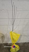 Apricot Tros Orange self fertile, bare root